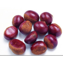 2015 Chinese Organic Fresh Chestnut